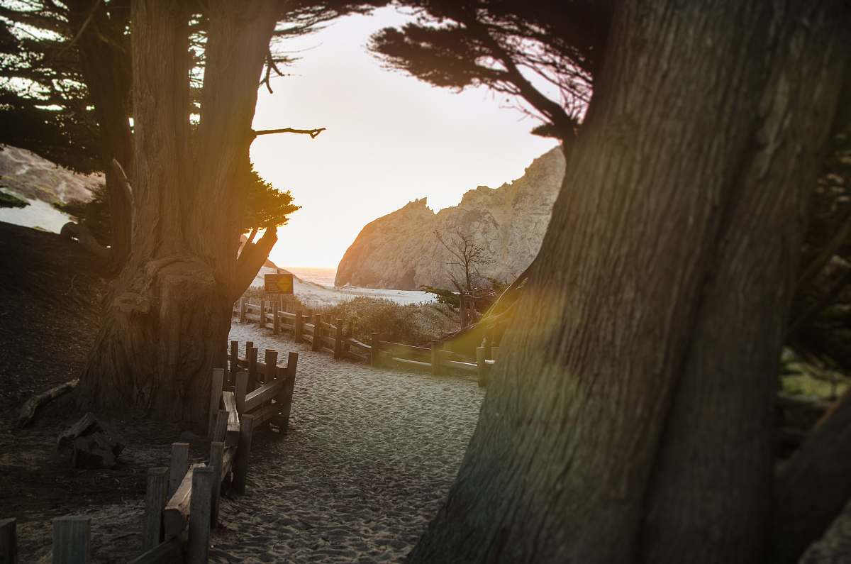 pfeiffer beach pathway between trees bench